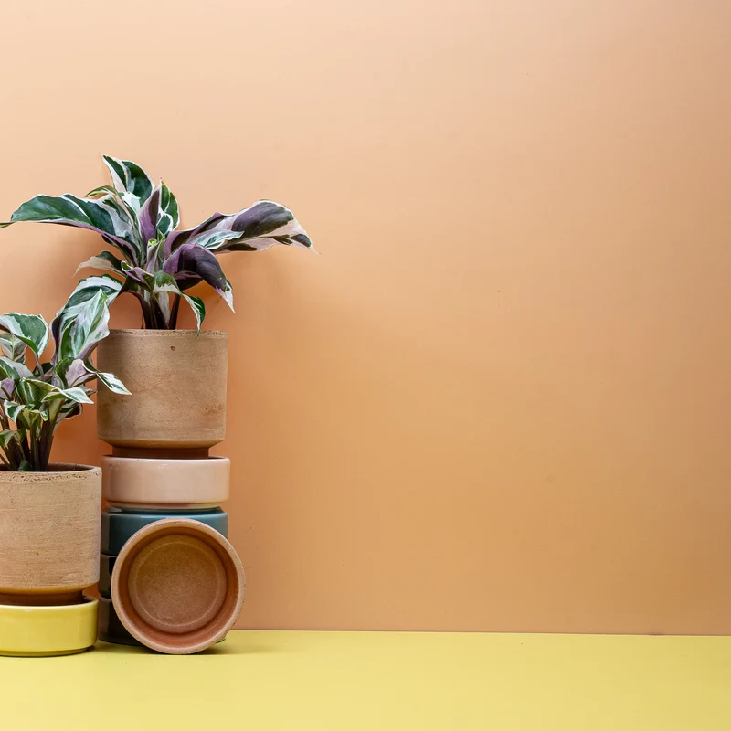 CALATHEA WHITE FUSION