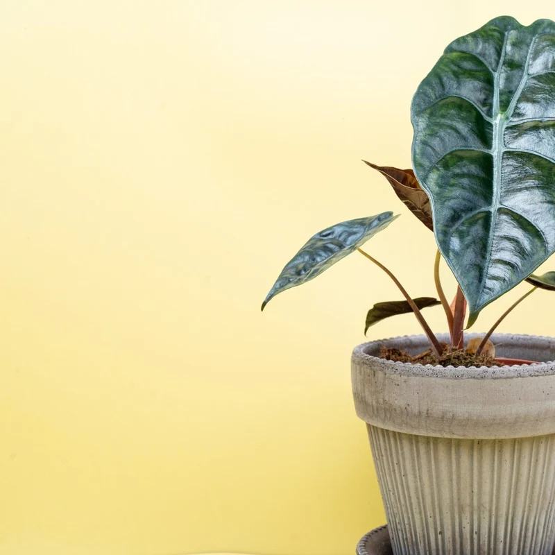 ALOCASIA CHANTRIERI