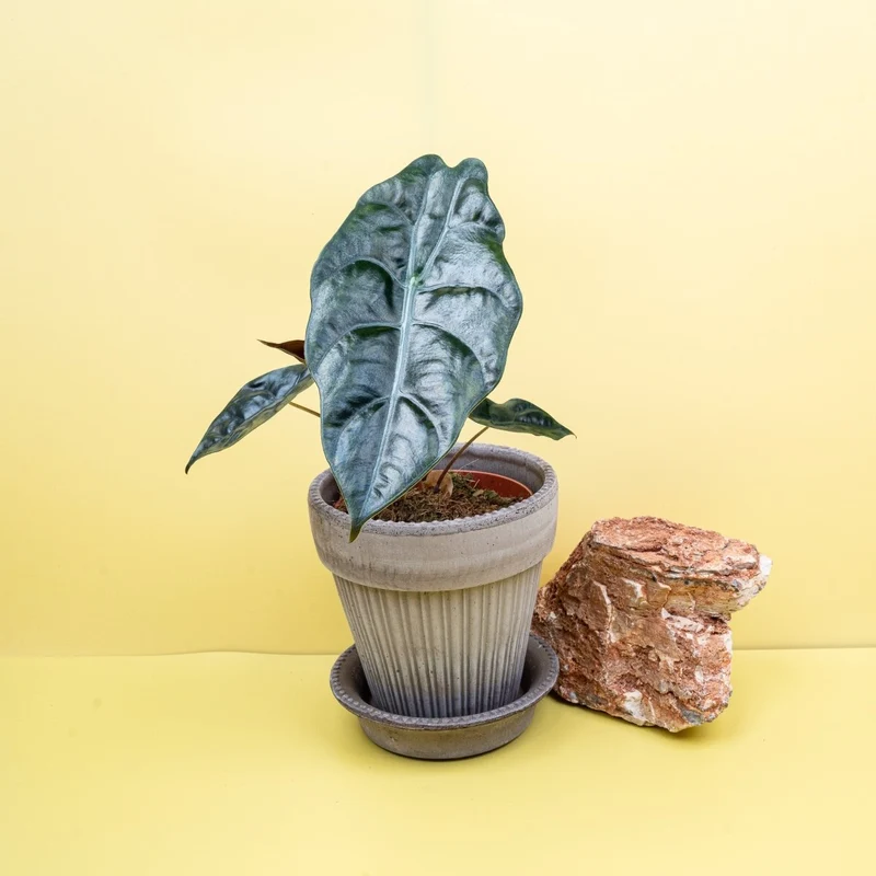 ALOCASIA CHANTRIERI