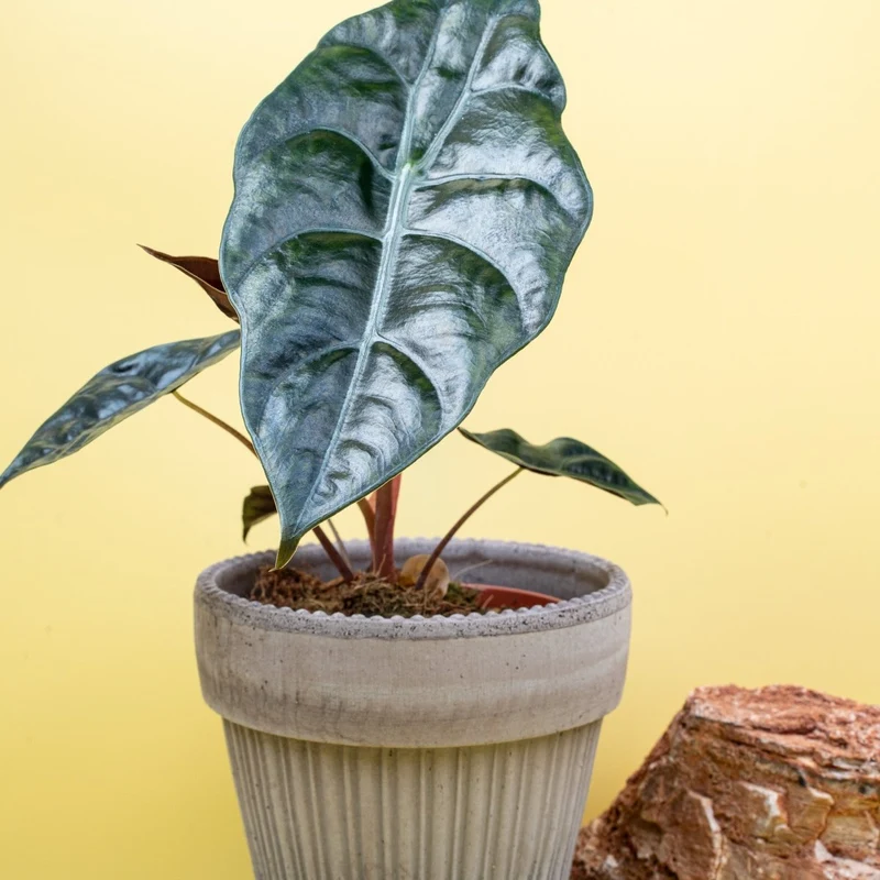 ALOCASIA CHANTRIERI