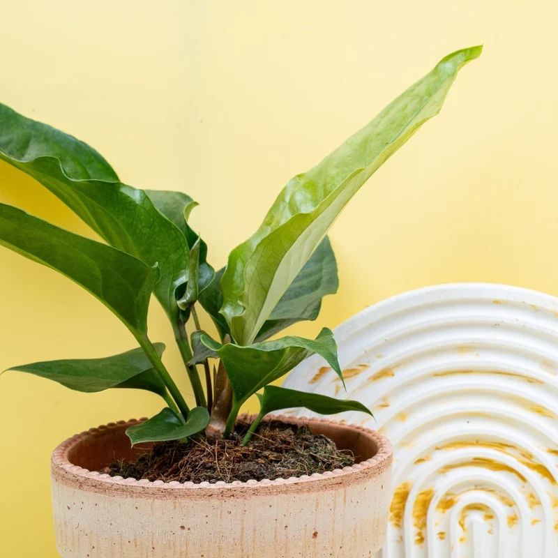 ANTHURIUM HOOKERI
