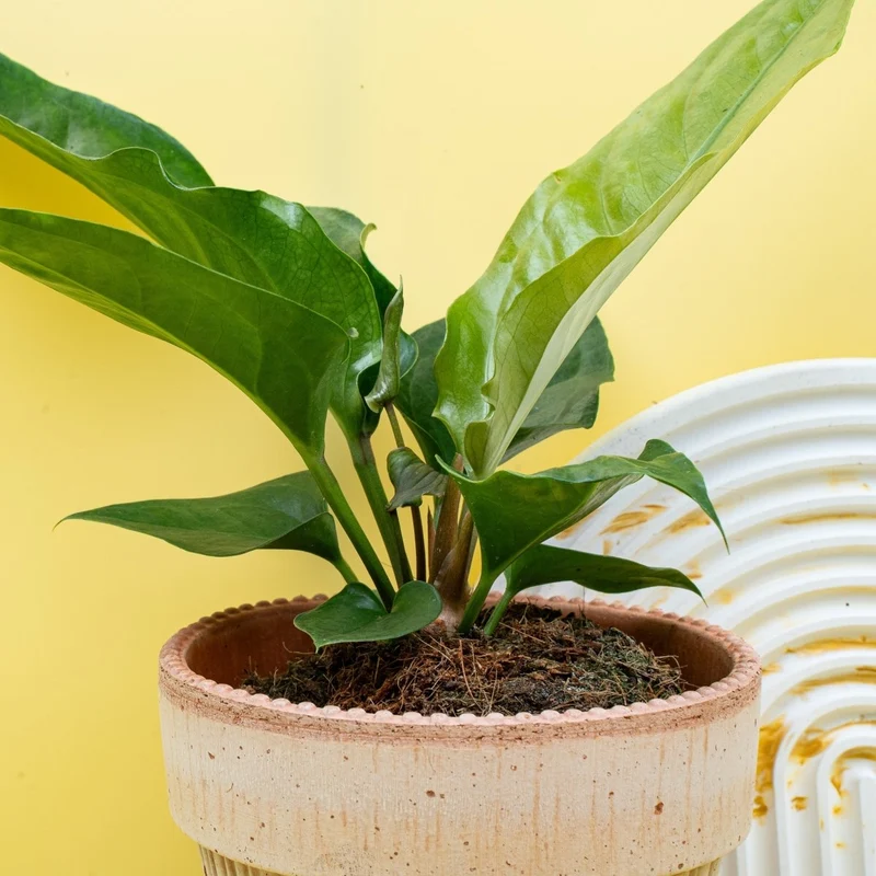 ANTHURIUM HOOKERI
