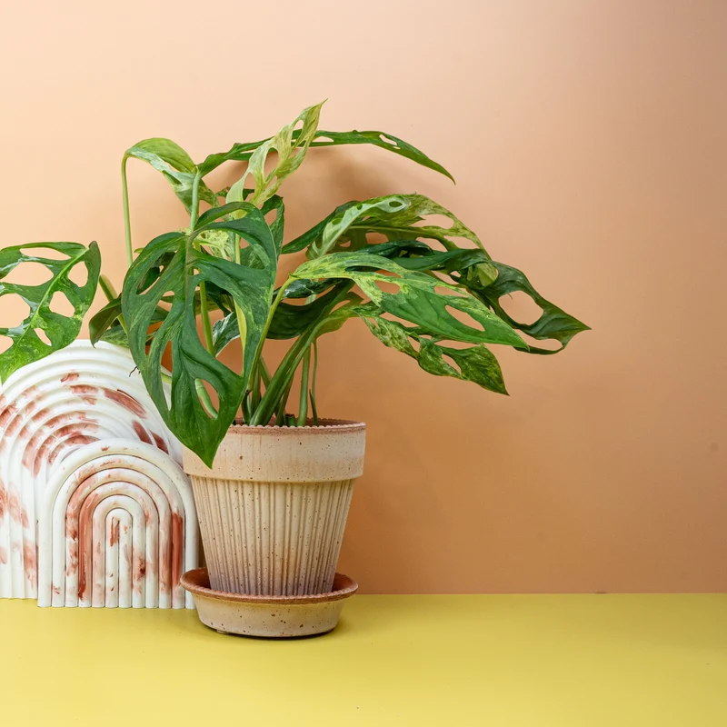 MONSTERA INDONESIAN MARBLE