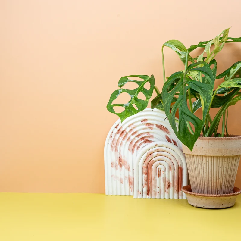 MONSTERA INDONESIAN MARBLE