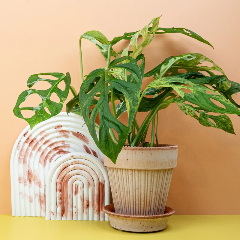 MONSTERA INDONESIAN MARBLE
