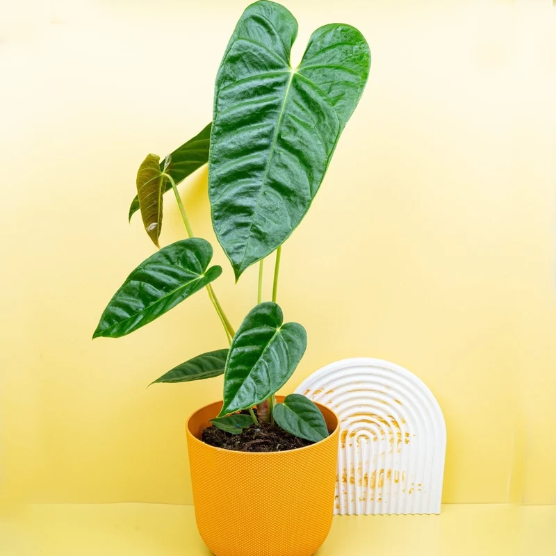 ANTHURIUM RECAVUM