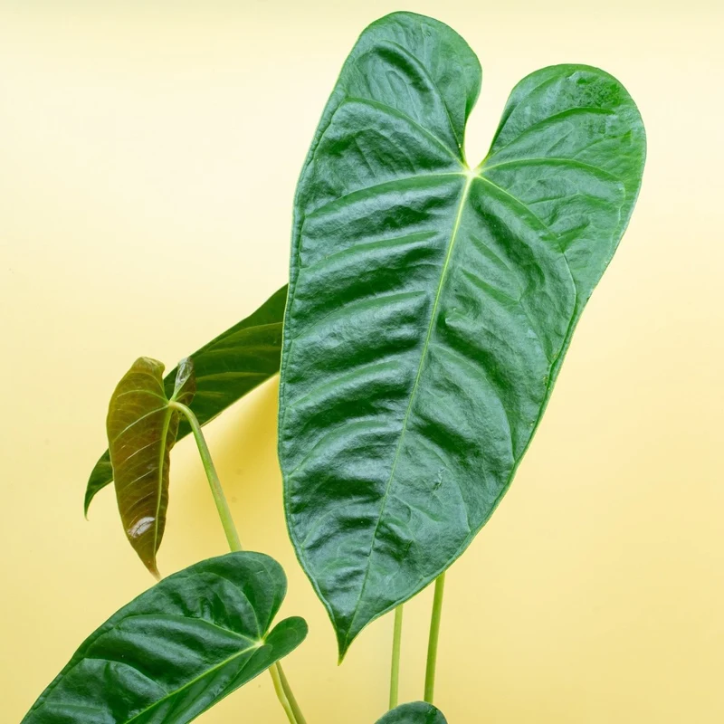 ANTHURIUM RECAVUM