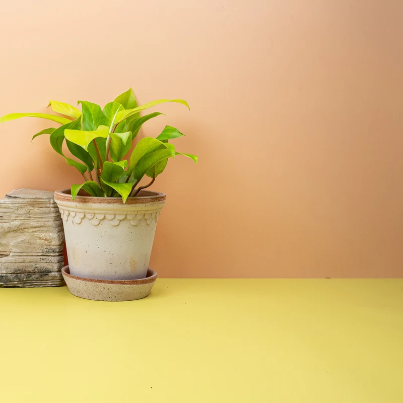 PHILODENDRON MALAY GOLD