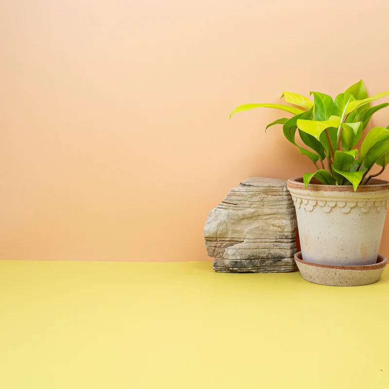 PHILODENDRON MALAY GOLD