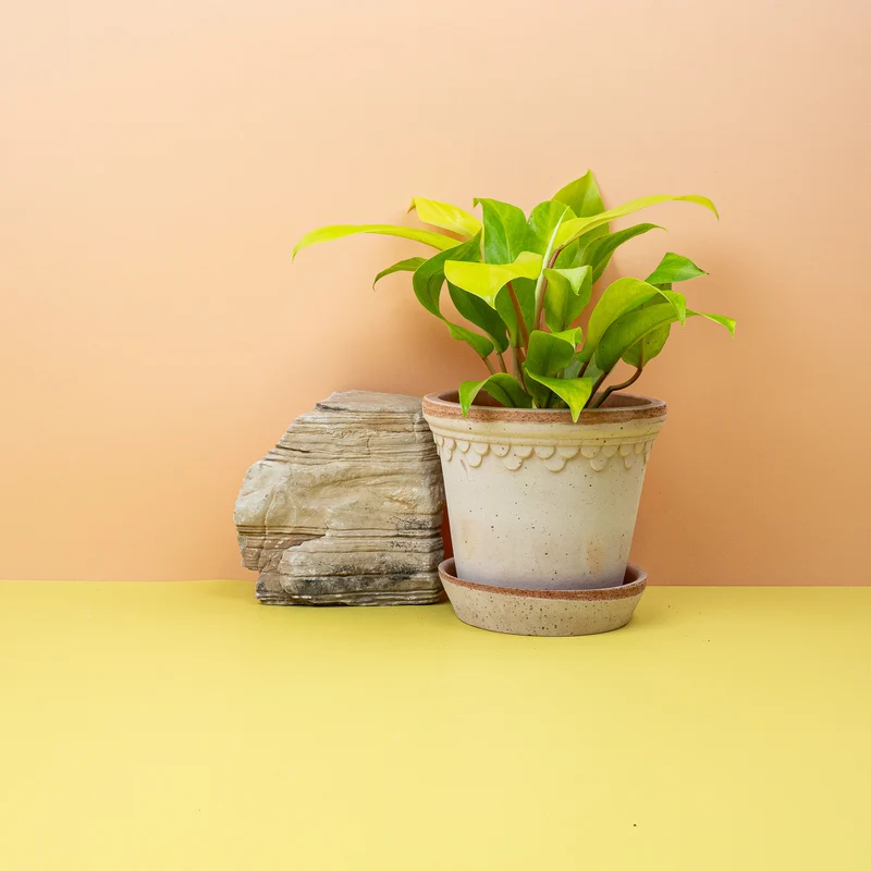 PHILODENDRON MALAY GOLD