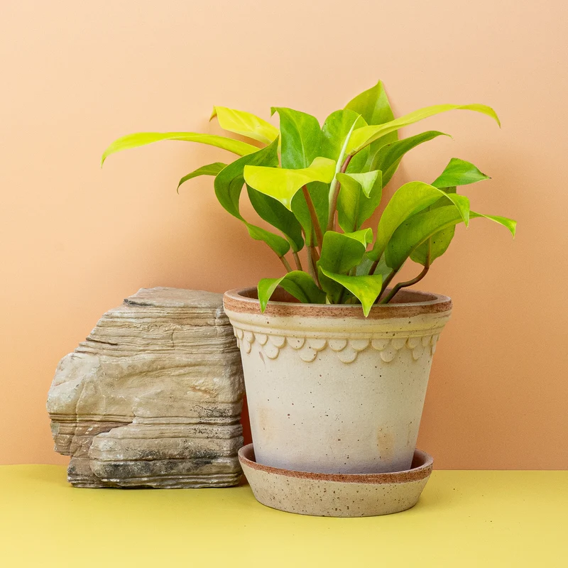 PHILODENDRON MALAY GOLD
