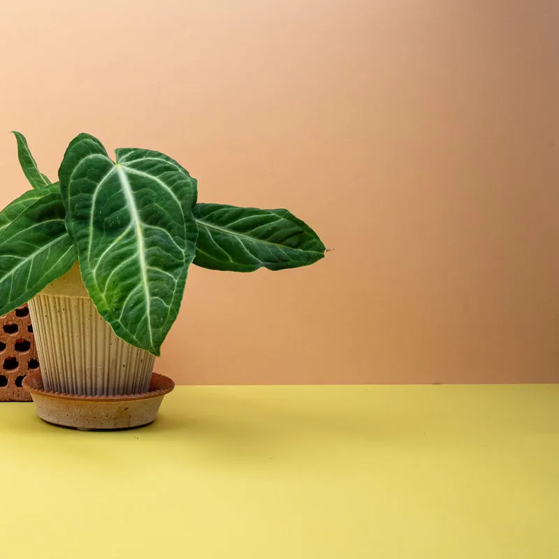 ANTHURIUM VILLENAORUM