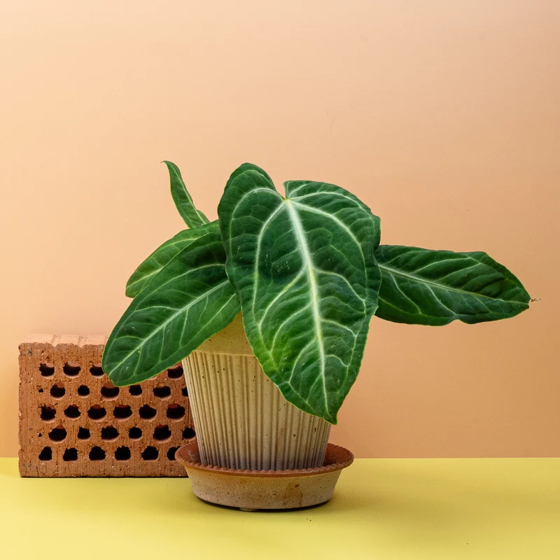 ANTHURIUM VILLENAORUM