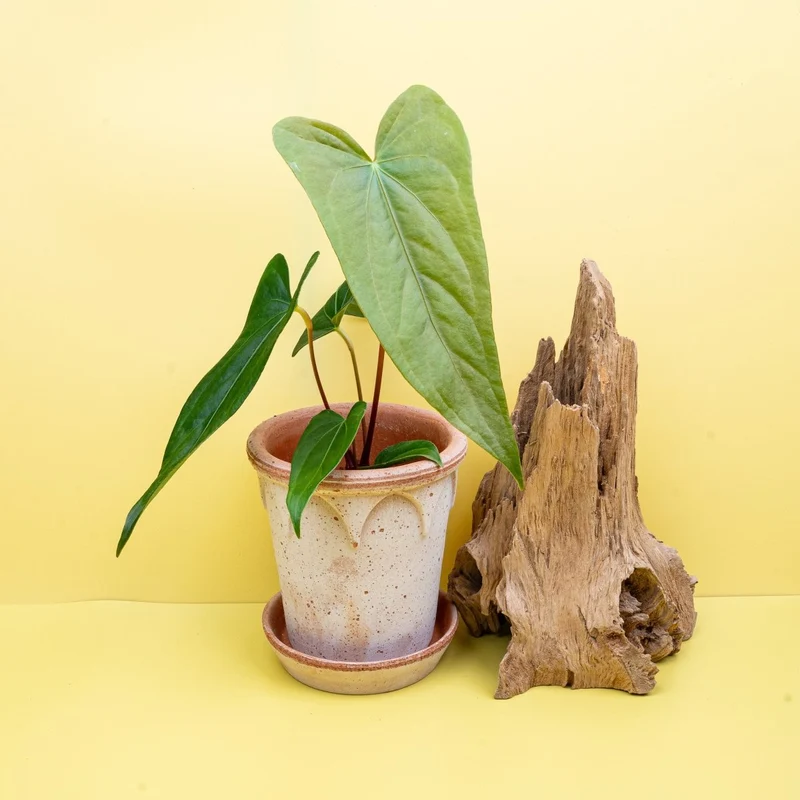 ANTHURIUM MAGNIFICUM X GIGI