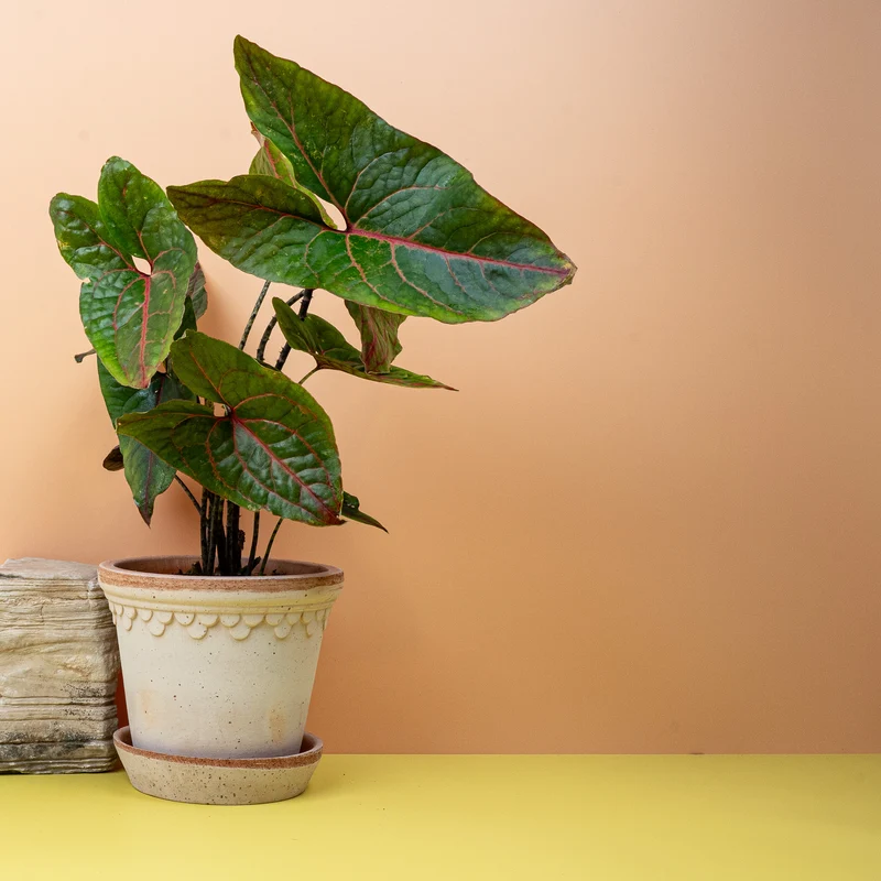 ALOCASIA BLACK JACK