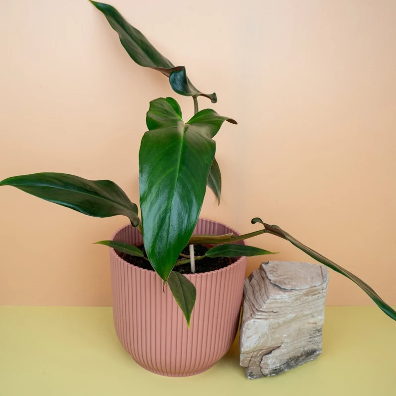 PHILODENDRON MEXICANUM