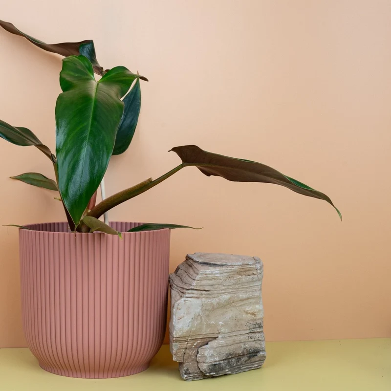 PHILODENDRON MEXICANUM