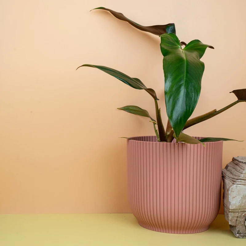 PHILODENDRON MEXICANUM