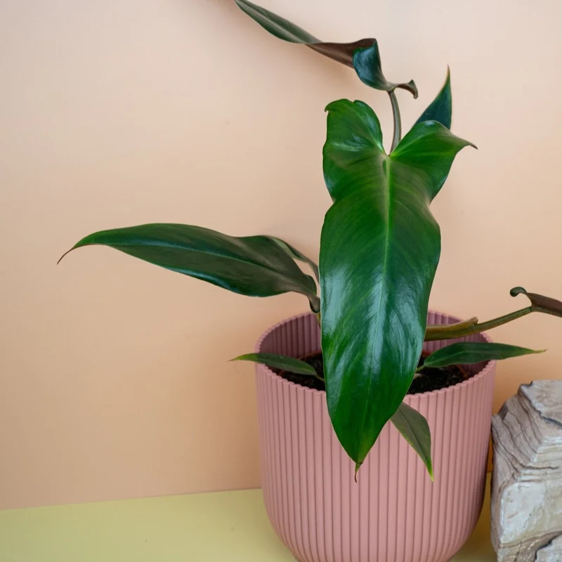 PHILODENDRON MEXICANUM