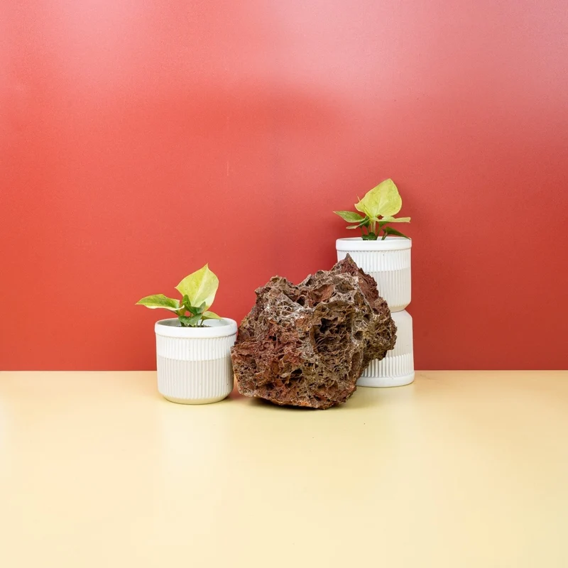 ANTHURIUM BONPLANDII VARIEGATA