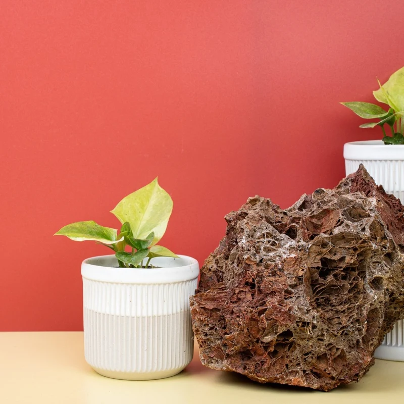 ANTHURIUM BONPLANDII VARIEGATA