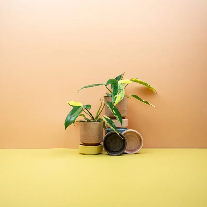 PHILODENDRON FLORIDA BEAUTY
