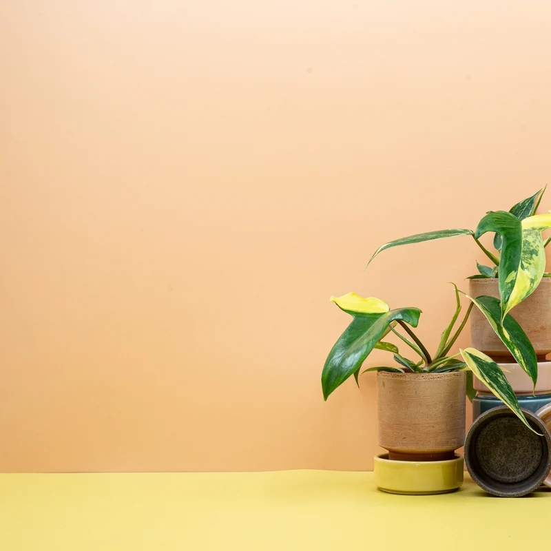 PHILODENDRON FLORIDA BEAUTY