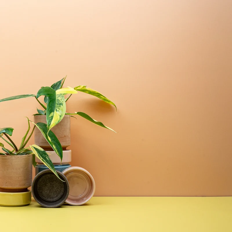 PHILODENDRON FLORIDA BEAUTY