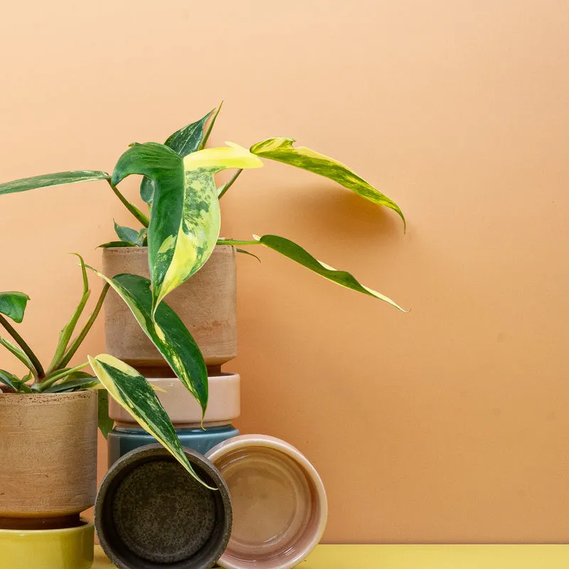 PHILODENDRON FLORIDA BEAUTY