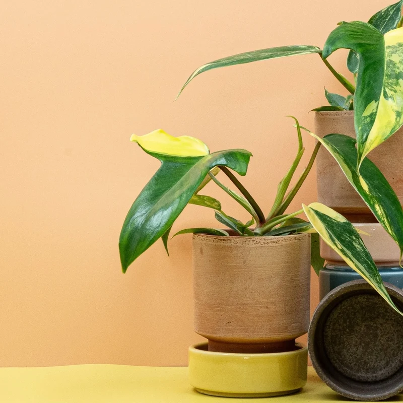 PHILODENDRON FLORIDA BEAUTY