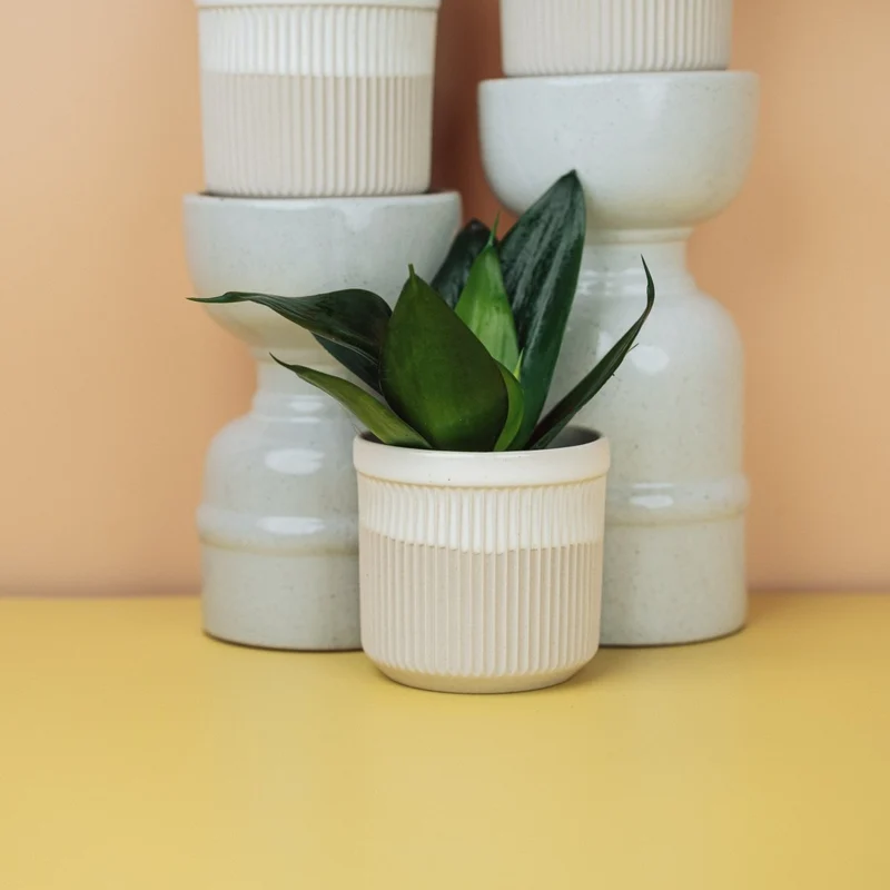 SANSEVIERIA BLACK HAHNII