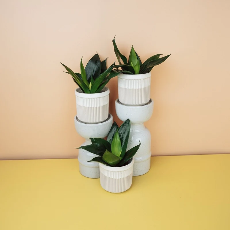SANSEVIERIA BLACK HAHNII