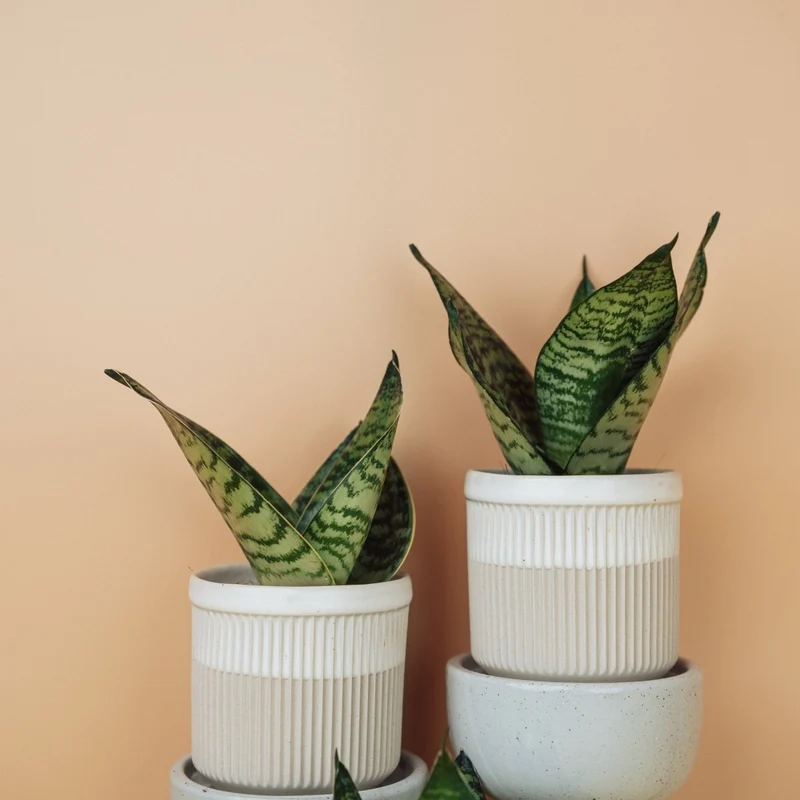 SANSEVIERIA TRIFASCIATA HAHNII