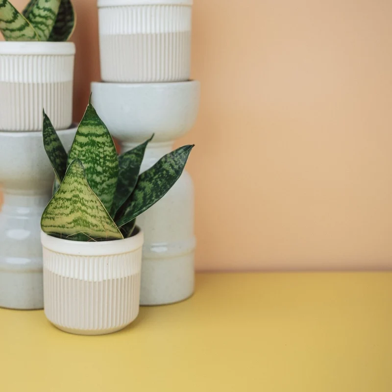 SANSEVIERIA TRIFASCIATA HAHNII