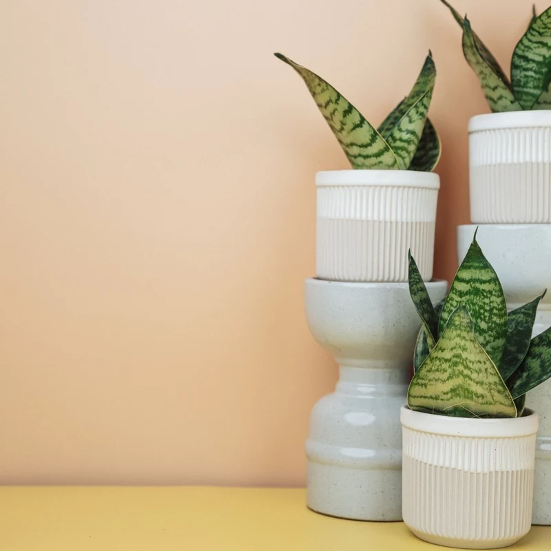 SANSEVIERIA TRIFASCIATA HAHNII