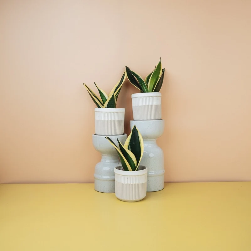 SANSEVIERIA JADE HAHNII