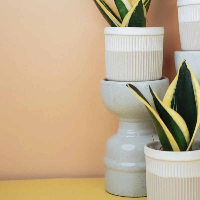 SANSEVIERIA JADE HAHNII