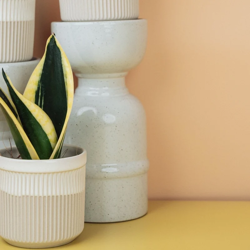SANSEVIERIA JADE HAHNII