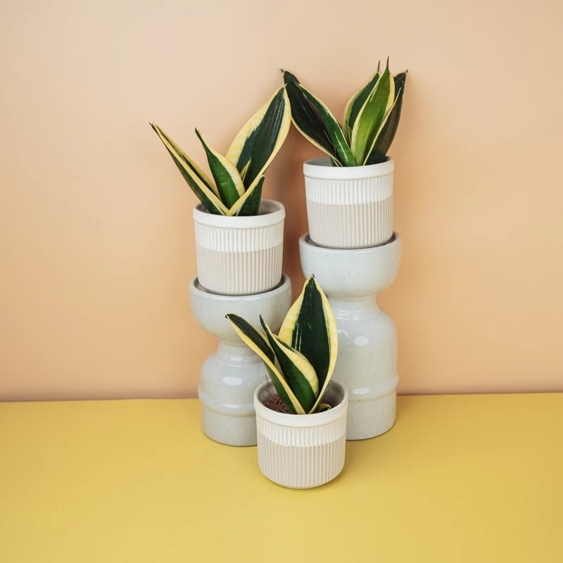 SANSEVIERIA JADE HAHNII