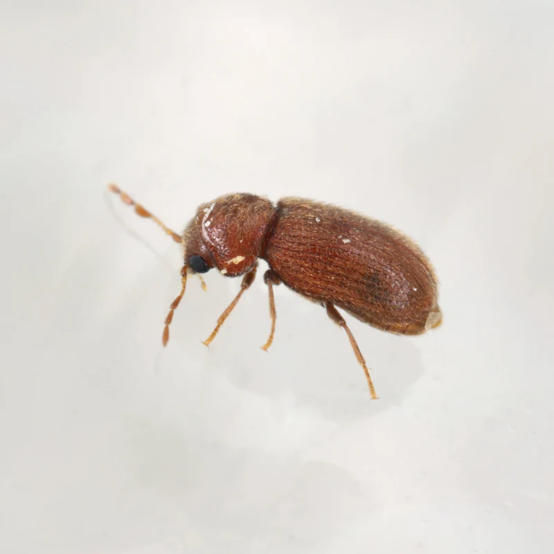 Pheromonfalle Brotkäfer