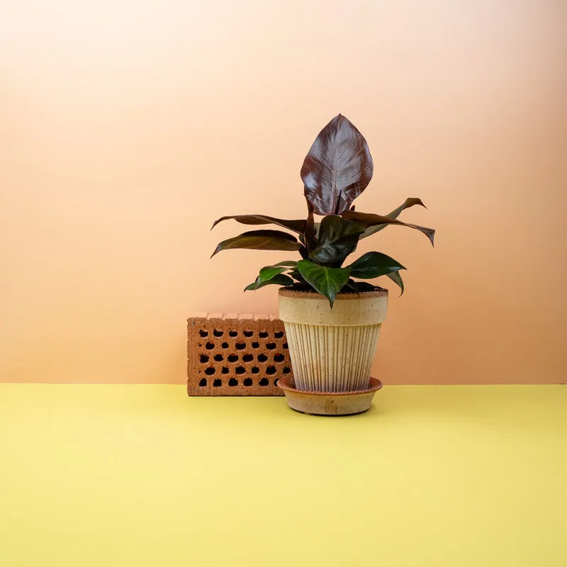 PHILODENDRON CHERRY RED