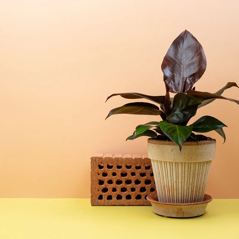 PHILODENDRON CHERRY RED