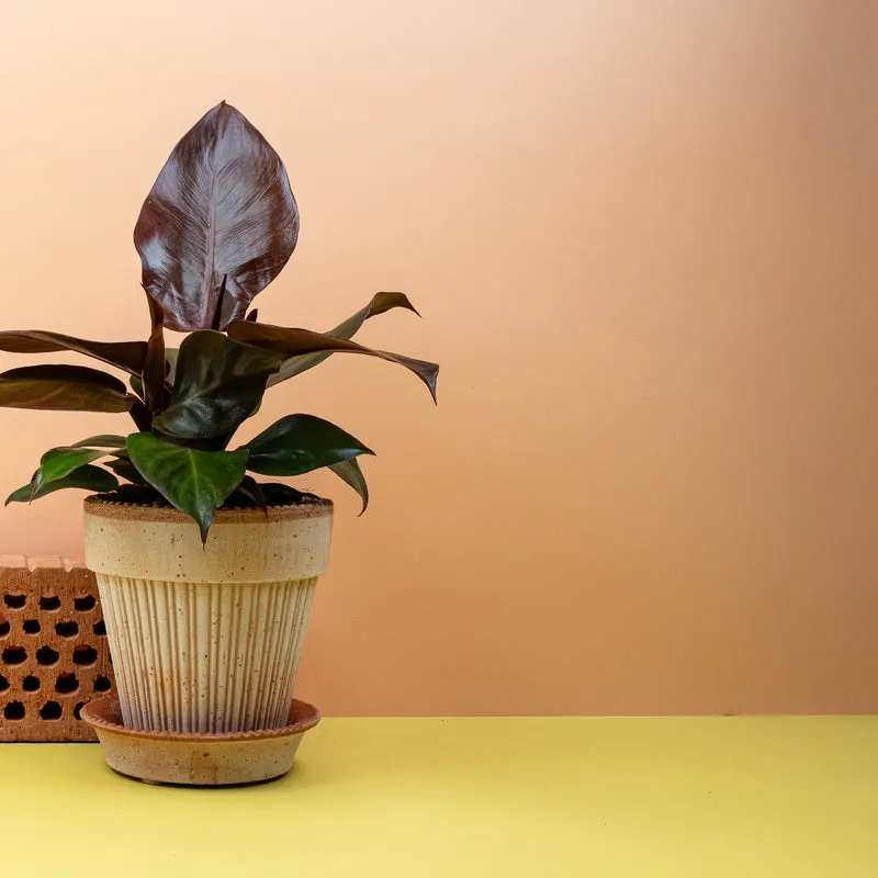 PHILODENDRON CHERRY RED