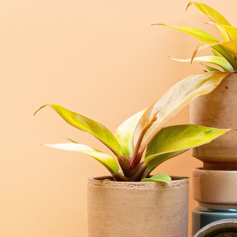 PHILODENDRON CHERRY RED