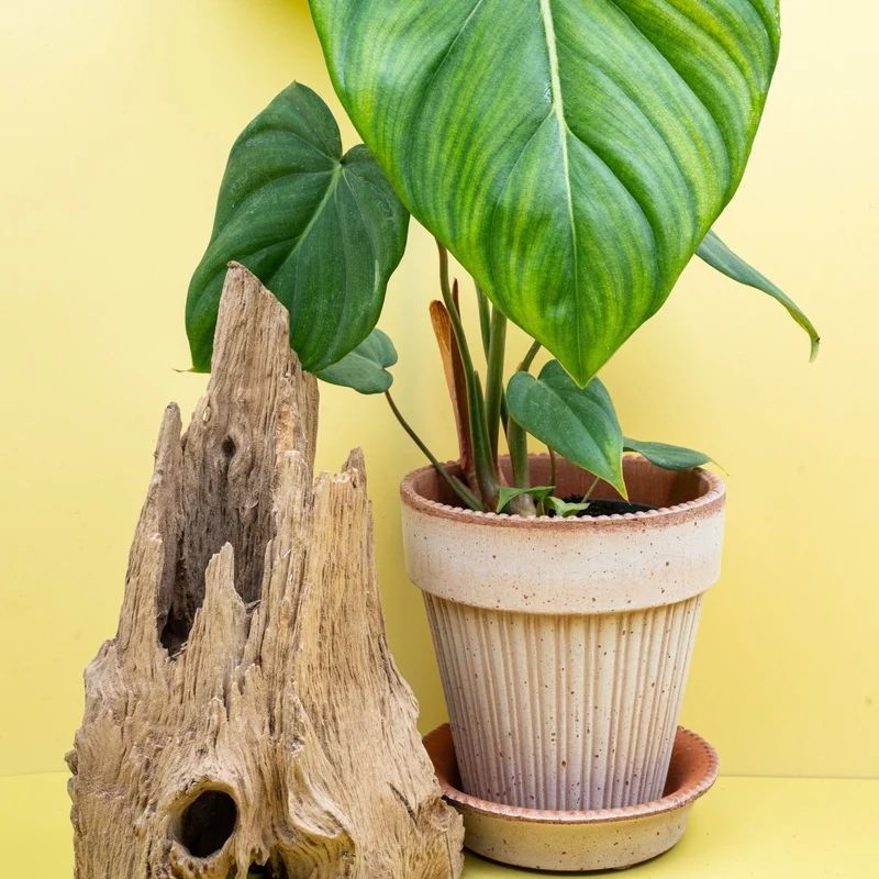PHILODENDRON MCDOWELL