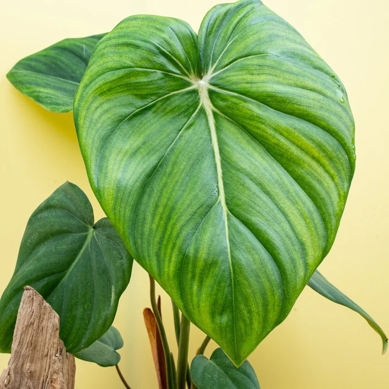 PHILODENDRON MCDOWELL
