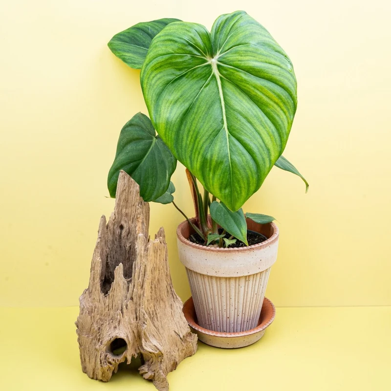 PHILODENDRON MCDOWELL