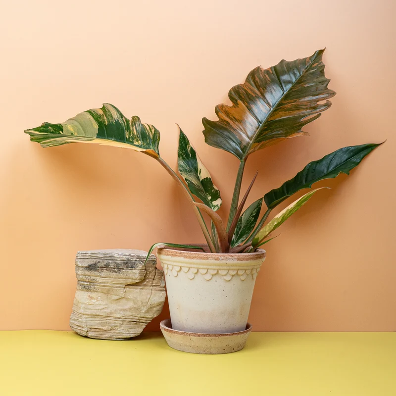PHILODENDRON CARAMEL MARBLE