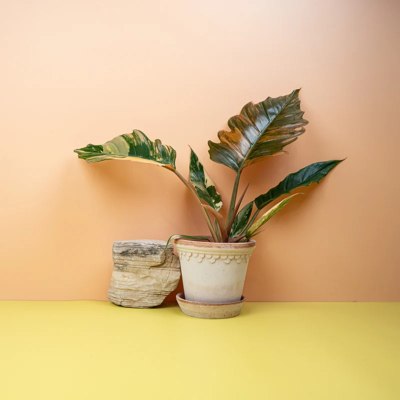 PHILODENDRON CARAMEL MARBLE