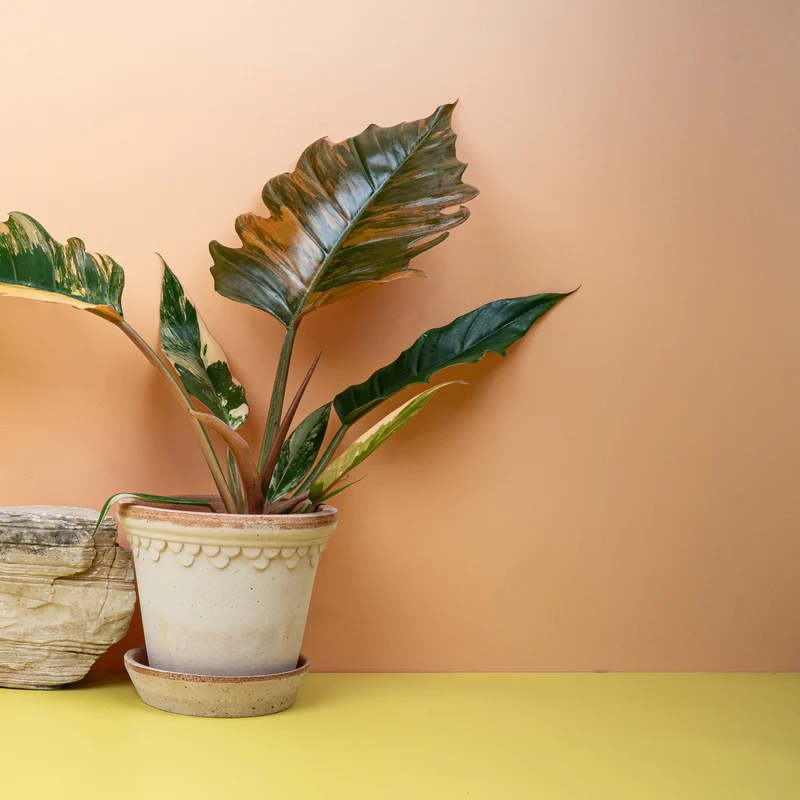 PHILODENDRON CARAMEL MARBLE